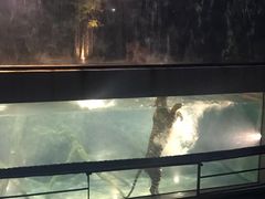 -清迈夜间动物园