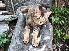 -喵屿·大理花园猫咖