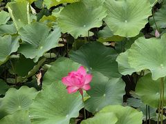 -金典银峰老鹅馆·昆山菜(亭林公园店)