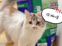 -喵八撸猫馆