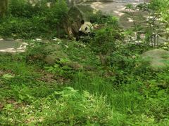 -都江堰中华大熊猫苑