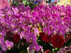 -岁宝Shirble plaza(景田店)