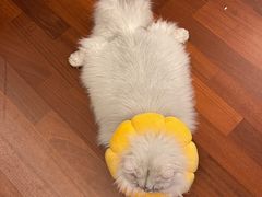 -猫大福·Fortune Cat猫舍(百子湾店)