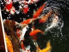 -南宫五洲植物乐园