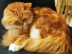 -平行世界·猫咖(首经贸店)
