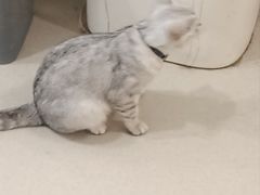 -共舞时光猫咖·狗咖(新街口店)