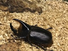 -上海大自然野生昆虫馆(东方明珠·爬宠昆虫探索中心)