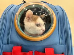 -萌兽医馆·犬猫专科·眼科中心·宠物医院(朝阳门分院)