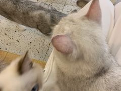 -猫域·湾主题猫咖·宠物吧(南坪城市广场店)