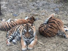 -沈阳森林动物园