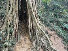 -中国科学院西双版纳热带植物园