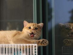 -东方名猫馆·英短金渐层布偶猫舍(环线广场1号楼店)