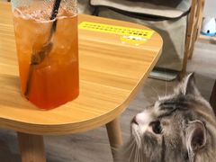 -柴迷FANS CLUB·柴犬狗咖·猫咖