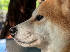 -柴犬高等学院·狗咖·柴犬售卖·宠物训练