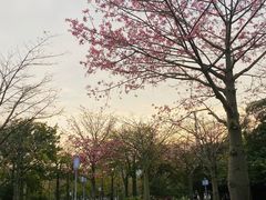 -顺峰山公园