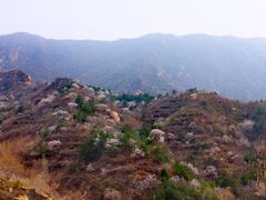 -大岭沟猕猴桃谷风景区