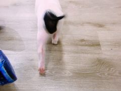 -浣熊柯尔鸭土拨鼠·电玩咖