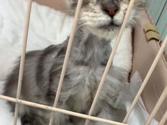 -嘉馨宠物医院·CT影像转诊·心脏科·犬猫全科诊疗中心(下沙大学城院区)