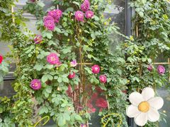 -金科花卉市场