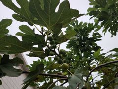 -杭州西湖风景名胜区-满觉陇四眼井
