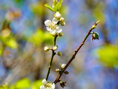 -广州市流溪河国家森林公园