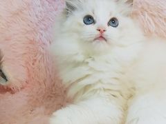 -十年猫舍·猫咪专门店(普陀店)