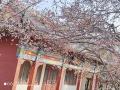-桃花堤公园