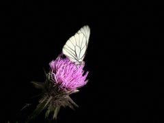 -小五台金河景区