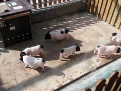 -泉州海丝野生动物世界