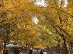-三里屯东五街银杏大道