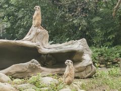 -上海野生动物园