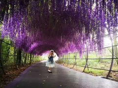 -大塘金香草谷