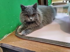 -李小姐の猫咖啡馆(五角场店)