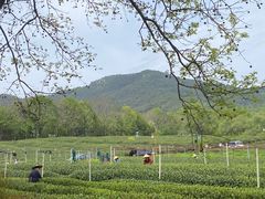 -中国茶叶博物馆(双峰馆区)