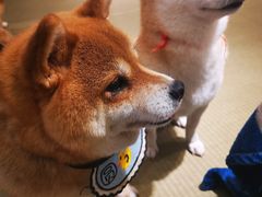 -逗柴咖啡屋·狗咖猫咖宠物桌游