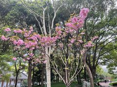 -陆家嘴中心绿地