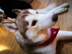 -Husky Go! 哈士奇体验馆·宠物咖啡厅狗咖