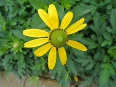 android_upload_pic-广西壮族自治区药用植物园