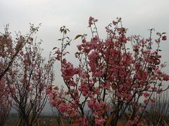 多瓣樱花DSCN9618-天适樱花悠乐园