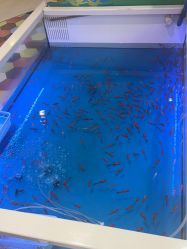 -美嘉纷(嘉洲广场佛山南海大沥店)