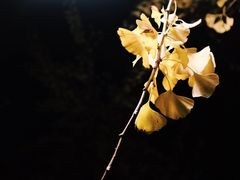 银杏-华东政法大学(松江校区)