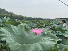 -三山岛