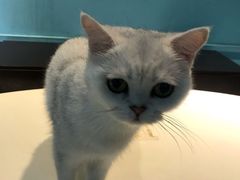 -猫色咖啡·猫咖