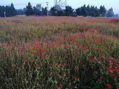 -羊亭河湿地公园