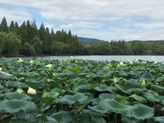 -西湖外事游船(花港观鱼码头)
