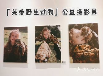 居空万境 | ITISOK STUDIO 关爱野生动物摄影展