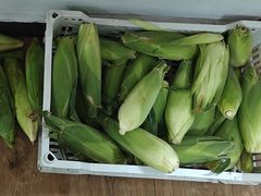 -南汇新场正宗水蜜桃采摘