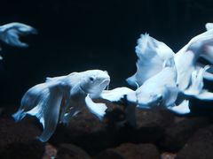 -重庆欢乐海底世界