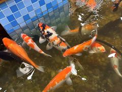 -老康火锅(黄河路总店)