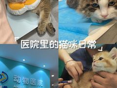 -美迦爱-动物医院·骨科·牙科·夜诊(朝阳路诊疗中心)